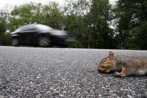 Can Squirrels Really Play Dead?