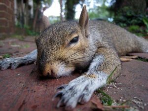 Can Squirrels Really Play Dead?