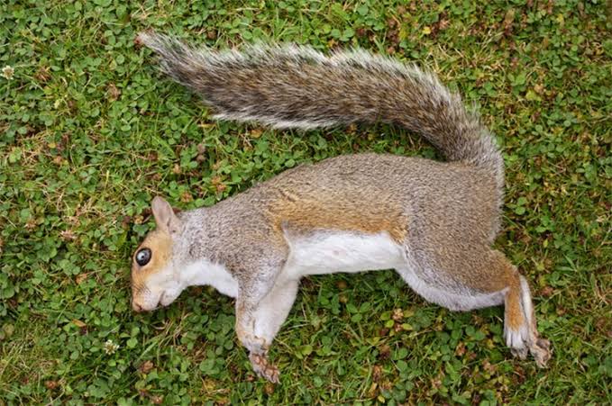 Can Squirrels Really Play Dead?