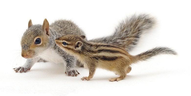 Can Chipmunks and Squirrels Mate?