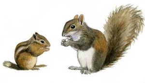 Can Chipmunks and Squirrels Mate?