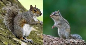 Can Chipmunks and Squirrels Mate?