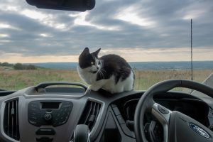 How to teach outdoor cats to avoid cars