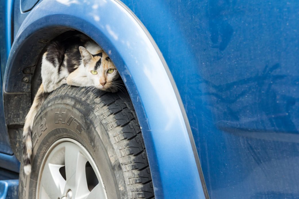 How to teach outdoor cats to avoid cars