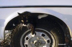 How to teach outdoor cats to avoid cars